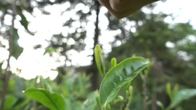 采摘茶叶