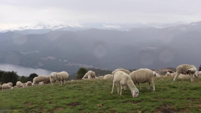 高山草甸放牧绵羊的风景