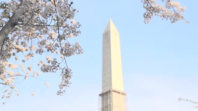 樱花背后的华盛顿纪念碑