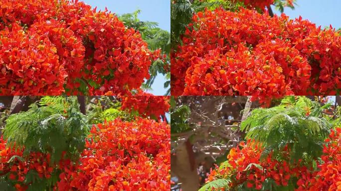 热带芙蓉树带花视频