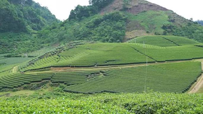 越南Moc Chau地区的WS PR茶种植园