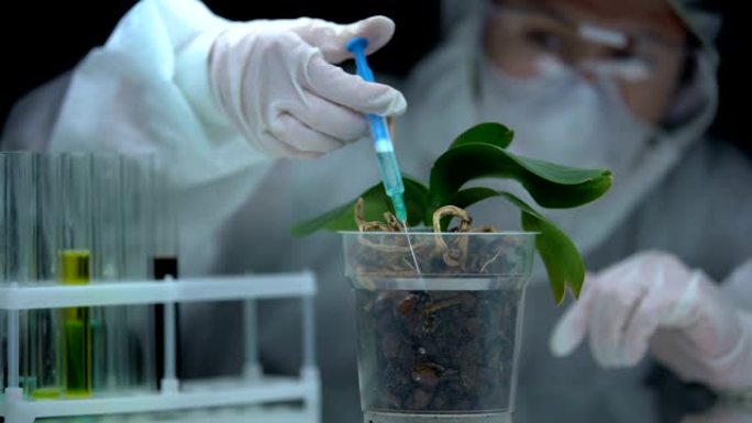 实验室工作人员在植物土壤中注入液体，生产农业农药