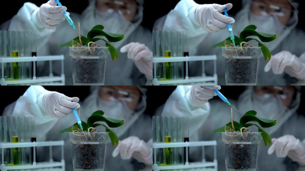 实验室工作人员在植物土壤中注入液体，生产农业农药