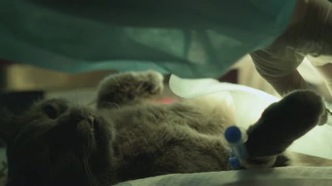 现代兽医诊所手术后睁眼躺着的灰猫。