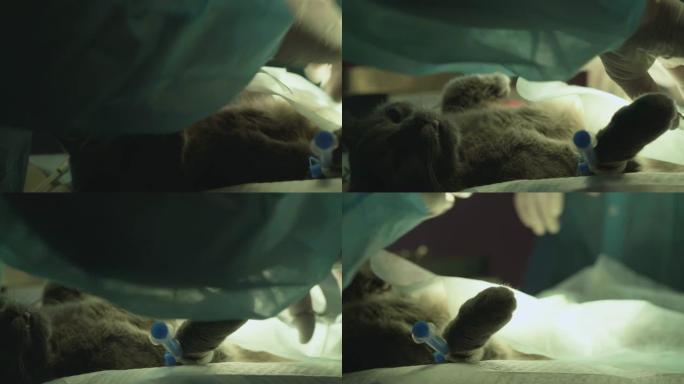 现代兽医诊所手术后睁眼躺着的灰猫。