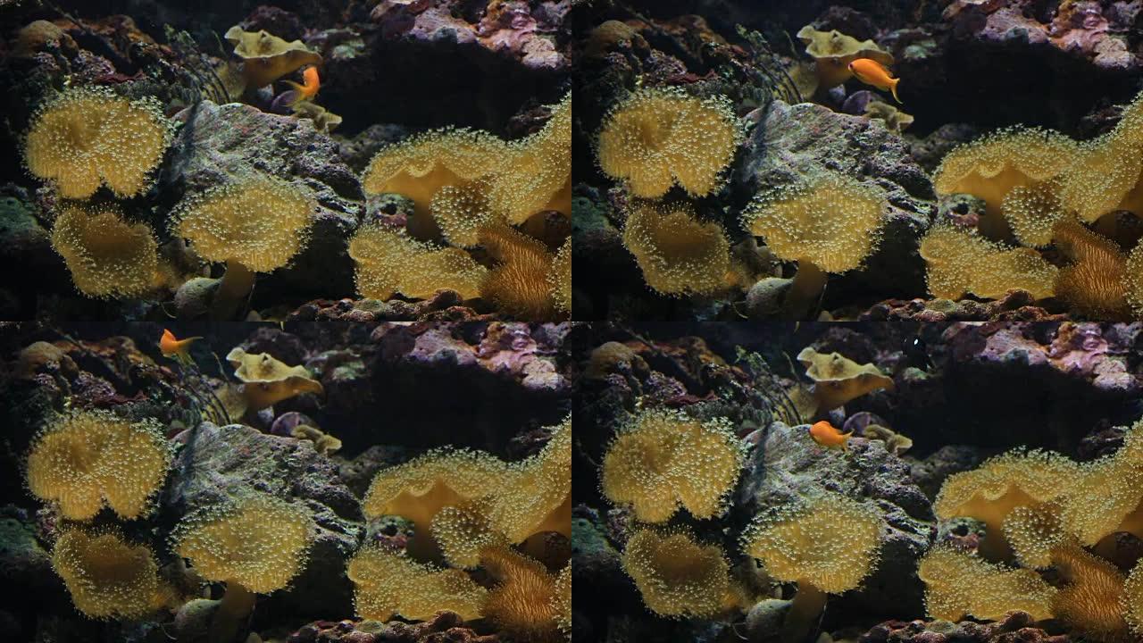 美丽柔软的珊瑚