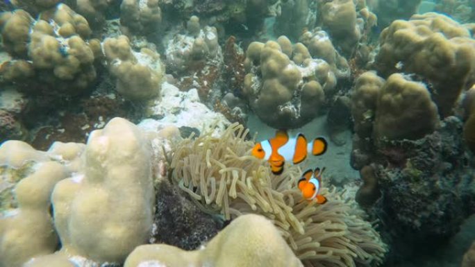 海底小丑鱼和海葵