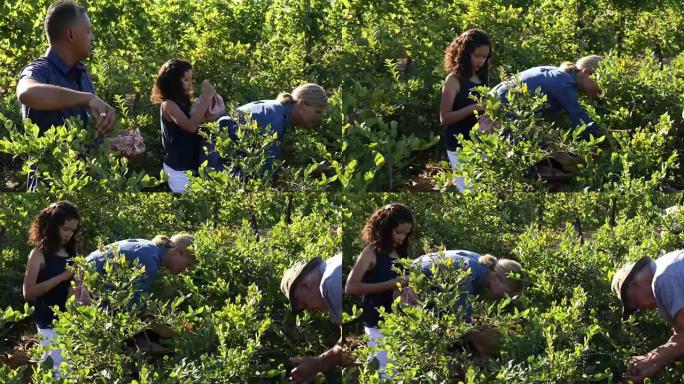 混合种族家庭在有机农场采摘蓝莓