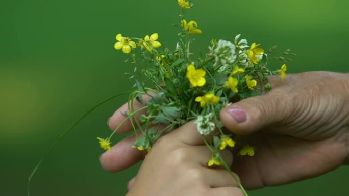 小孩的手给老皱纹的人送黄色的花，特写