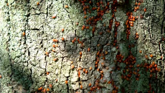 树皮上的红色火虫菌落，对农业，野生自然的有害影响
