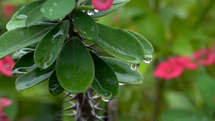 雨季4k大戟或荆棘花冠