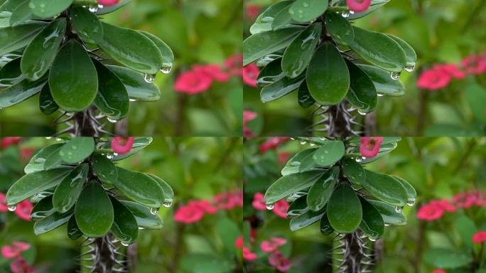 雨季4k大戟或荆棘花冠