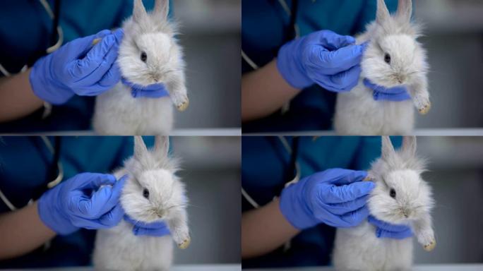 兽医检查兔子脚是否受伤，寻找溃疡，足癣症状