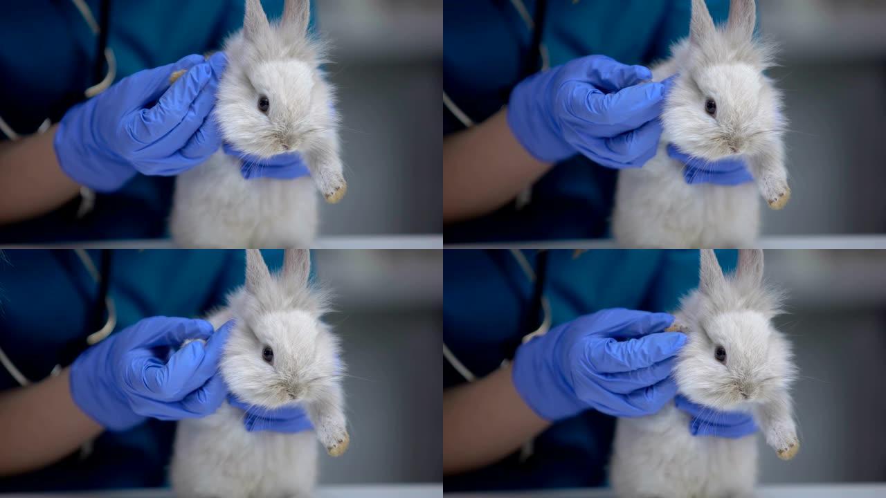 兽医检查兔子脚是否受伤，寻找溃疡，足癣症状