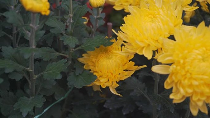 多莉: 黄色菊花