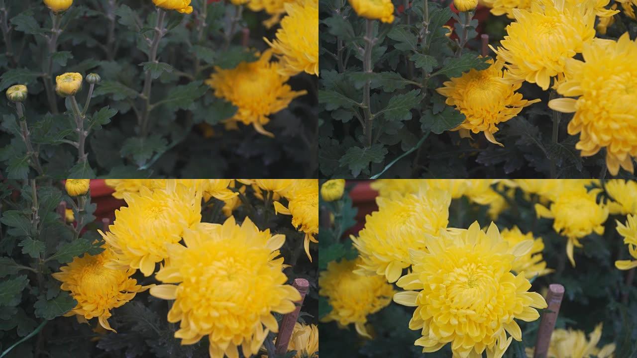 多莉: 黄色菊花