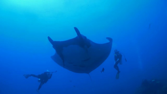 巨型蝠ta (manta birostris) 靠近潜水员