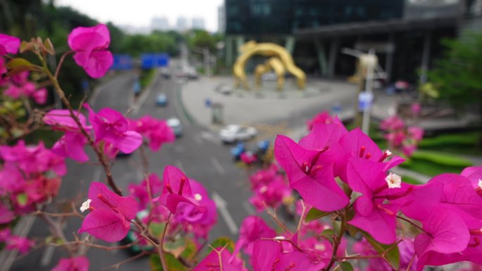 街拍实拍广州珠江新城车流三角梅