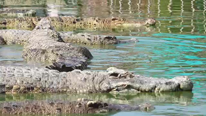 水中的鳄鱼群