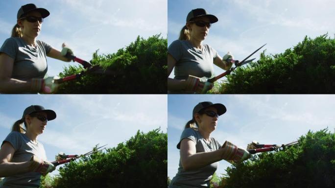 一位三十多岁的白人妇女戴着帽子，太阳镜和园艺手套，在阳光明媚的日子里，用一副手动树篱剪修剪杜松灌木