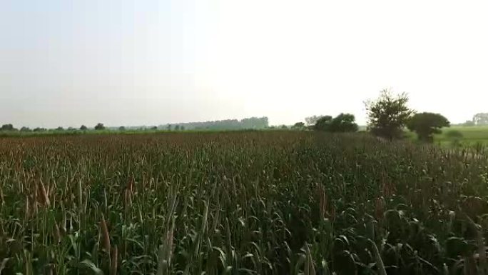 小米作物高架视图丰收庄稼农田