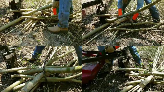 男子在德克萨斯州森林地区用拖拉机拖走小原木。