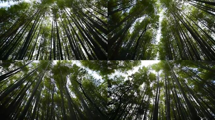 竹林的低角度平移视图