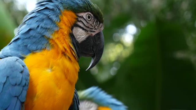 大自然上的多彩金刚鹦鹉鸟