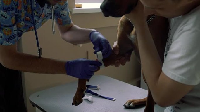 兽医用透明胶带粘狗的爪子