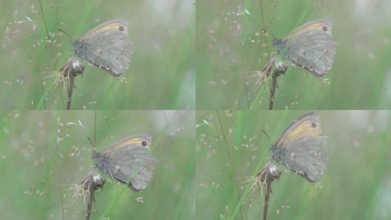 林地飞蛾坐在草叶上的特写镜头