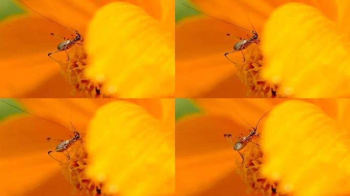 蟋蟀以花为食。采蜜