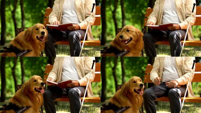 导盲犬守着老人盲人看书盲文坐在公园