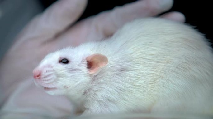 老鼠坐在实验室桌子上，科学家进行实验，皮肤科