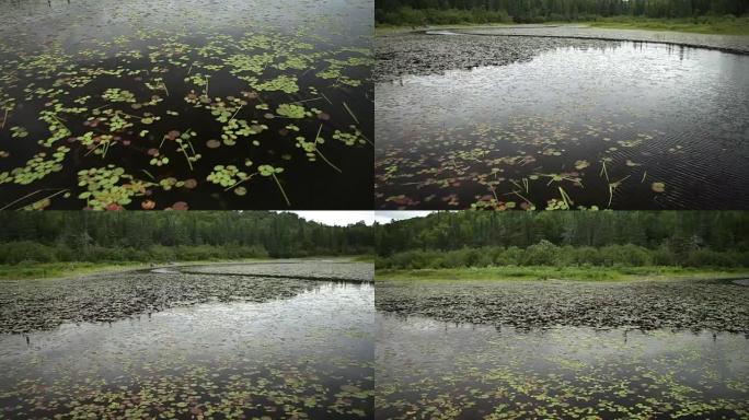 漂浮在黑暗湖上的百合花垫上