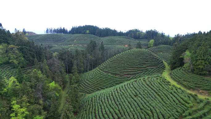 茶茶园茶山风光航拍茶山原生态茶园茶山风光