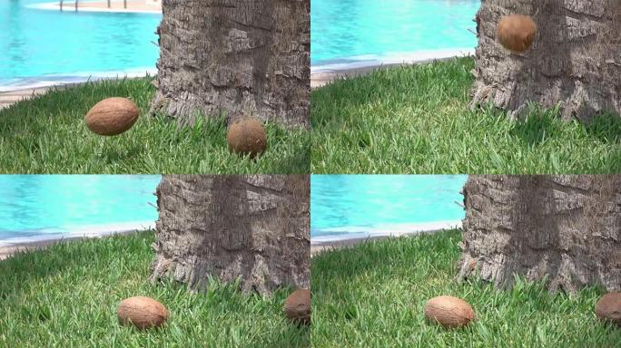 椰子在真实慢动作中掉落在草地上的两个视频