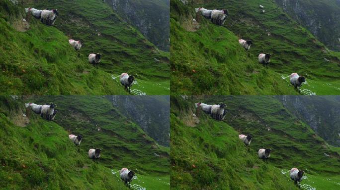 爱尔兰黑脸羊在海崖上建模