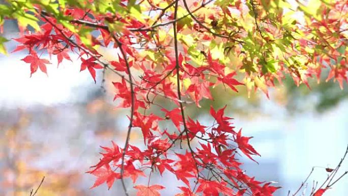 日本爱知县Korankei的彩色红枫叶树枝。