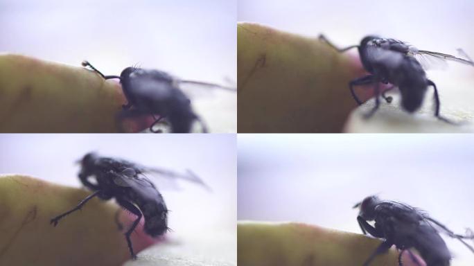 慢动作: 家蝇昆虫宏观