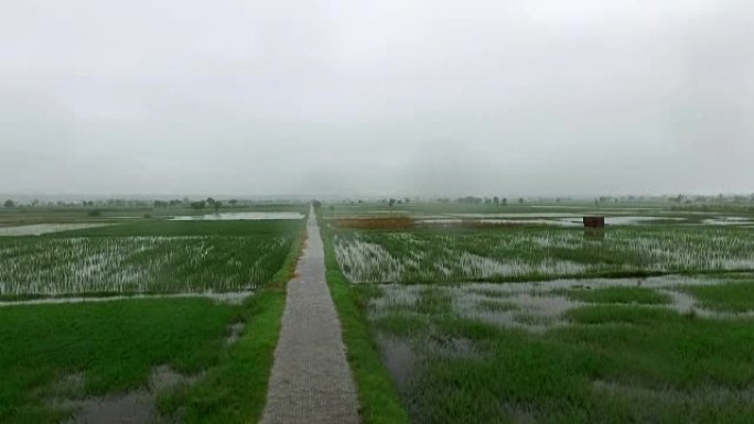 雨季的有机农场