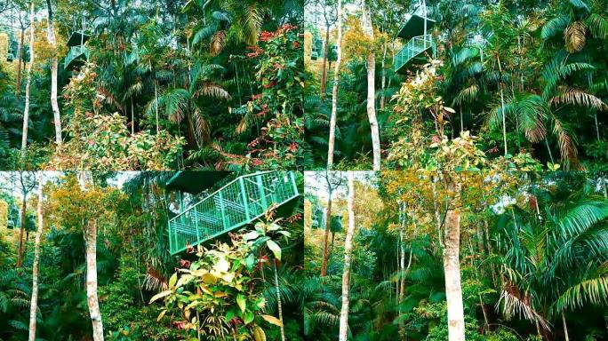 雨林植物和树木