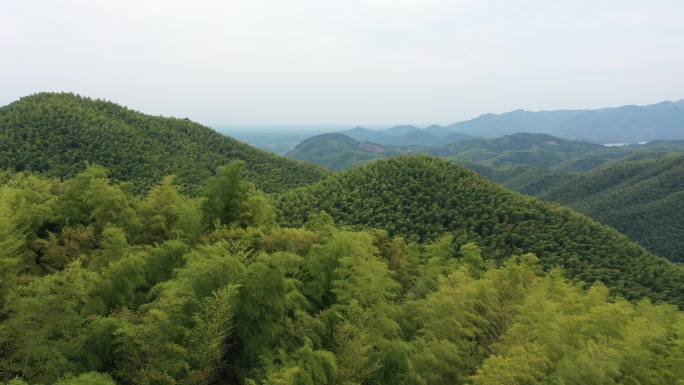 航拍竹林，竹海