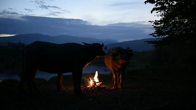 湖边的夜晚，水牛在湖边休息。该视频是在乡村环境中的户外创建的。