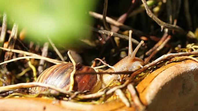 陶器植物根上的蜗牛/泰国