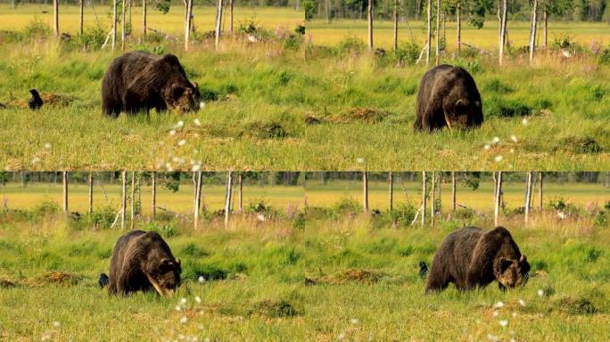 野生性质的棕熊 (Ursus arctos) 是一种在欧亚大陆北部和北美大部分地区发现的熊。在北美洲