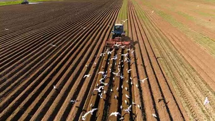 拖拉机农民播种谷物的农业工作。饥饿的鸟儿在拖拉机后面飞翔，从耕地里吃粮。
