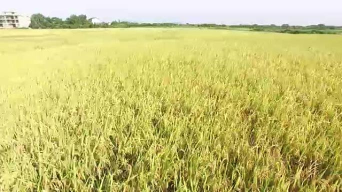 从空中看金色成熟的水稻景观