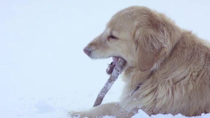 快乐狗金毛宠物狗可爱雪地玩耍