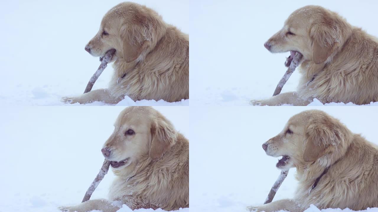 快乐狗金毛宠物狗可爱雪地玩耍