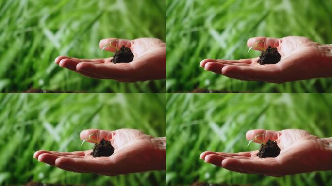手捧小树种植。概念绿色世界地球日。手握年轻的植物在模糊的绿色自然。概念生态地球日。